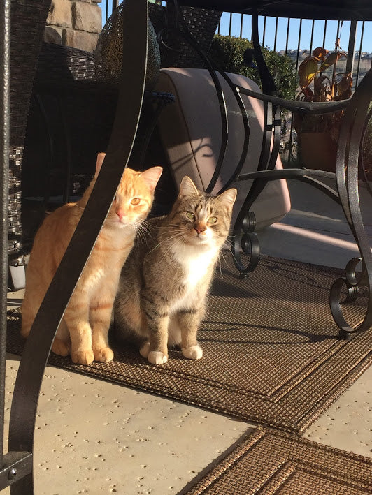 Oscar and Lyla (Full Story) P2