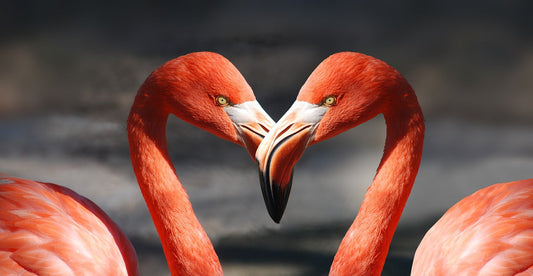Big La La La Love this February!